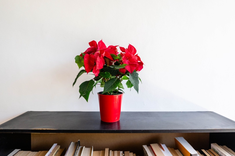 2 Bedroom Property for Sale in Rosebank Western Cape